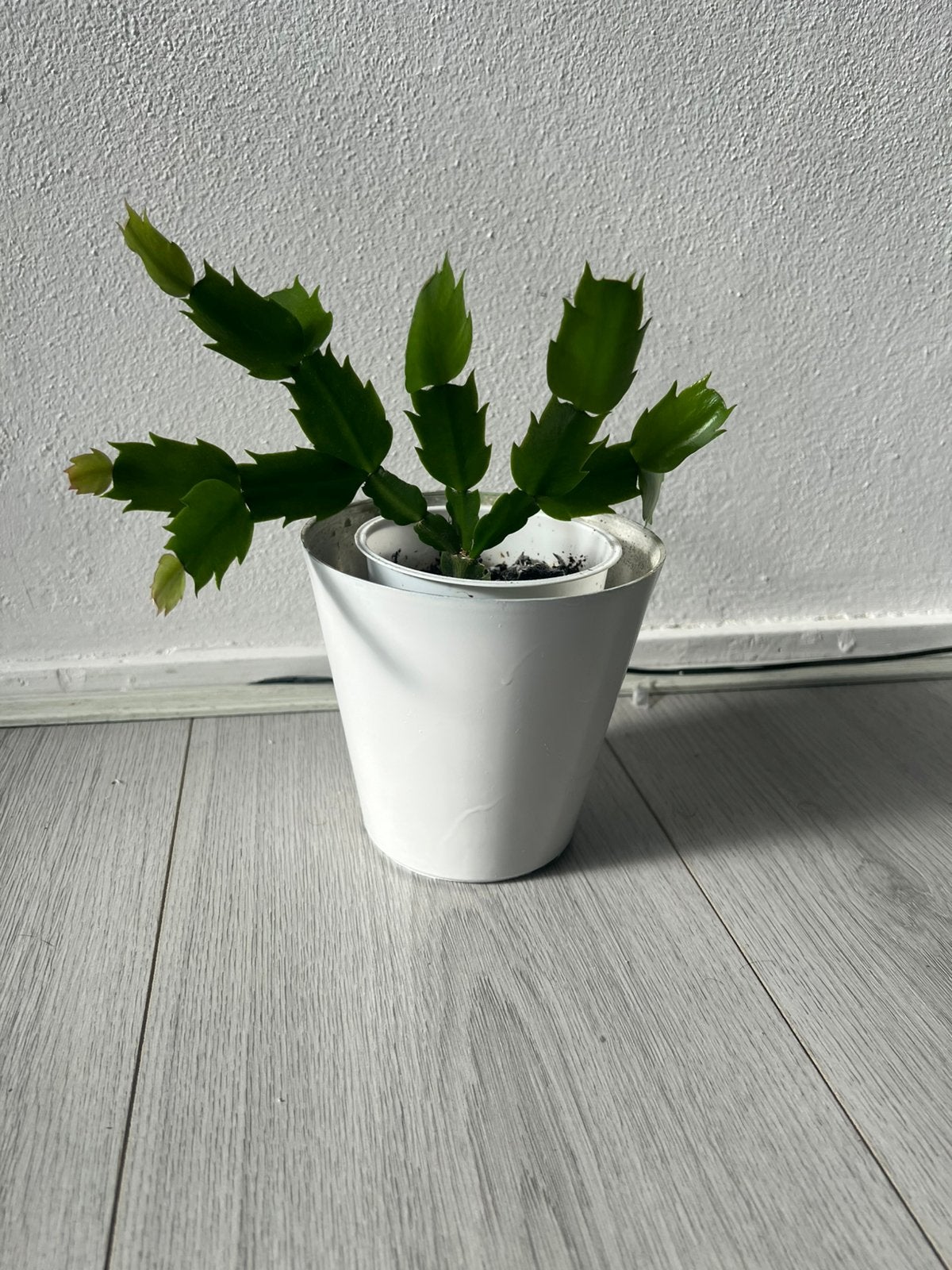 Kerstcactus, Ophalen of Verzenden, Overige soorten, Volle zon
