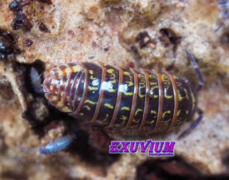 Armadillidium pulchellum isopods / pissebedden, Overige soorten