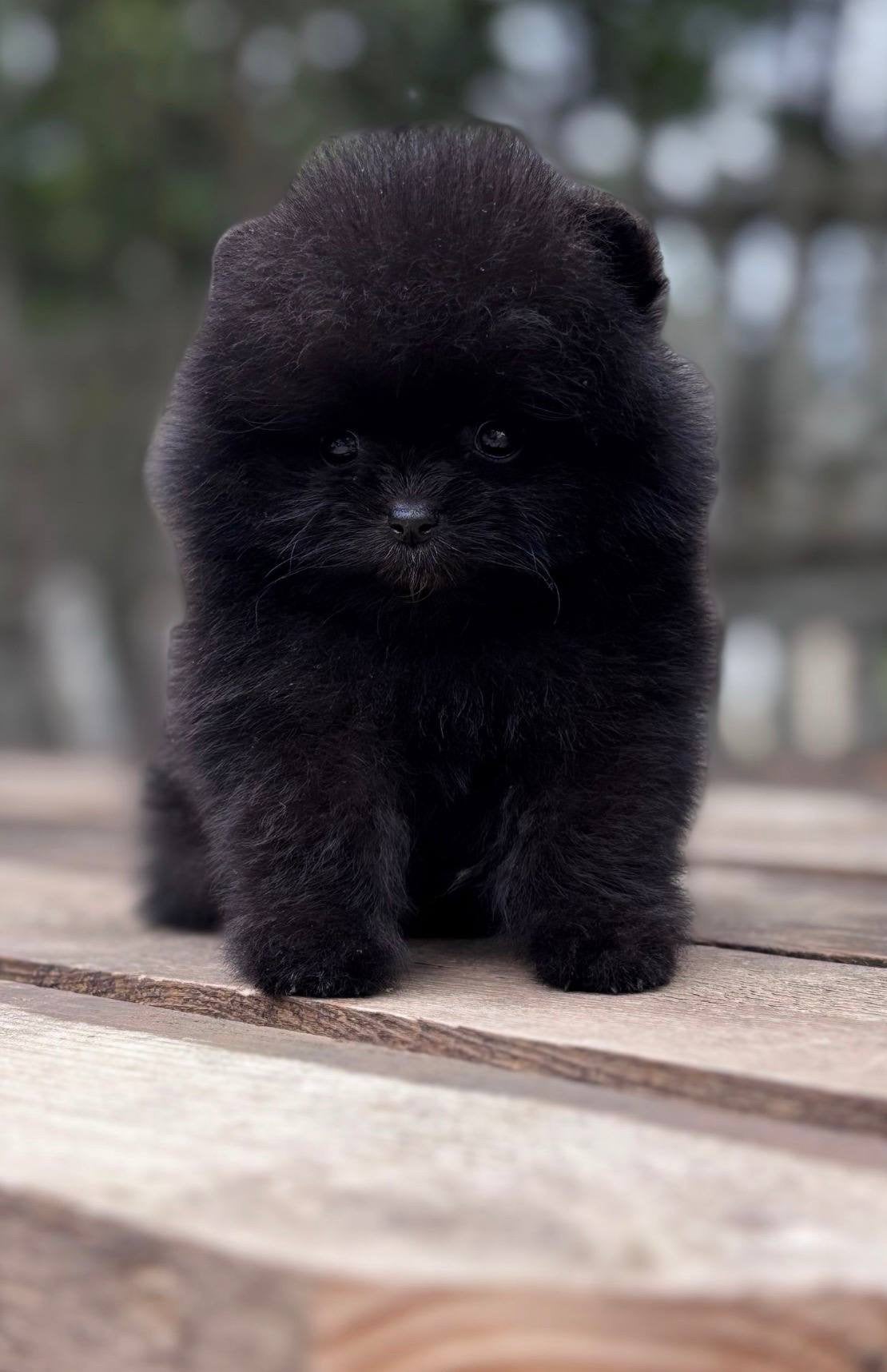 Pomeriaan puppy | Pomerinian puppy, Dieren en Toebehoren, Honden | Poolhonden, Keeshonden en Oertypen, Reu, 8 tot 15 weken, Parvo