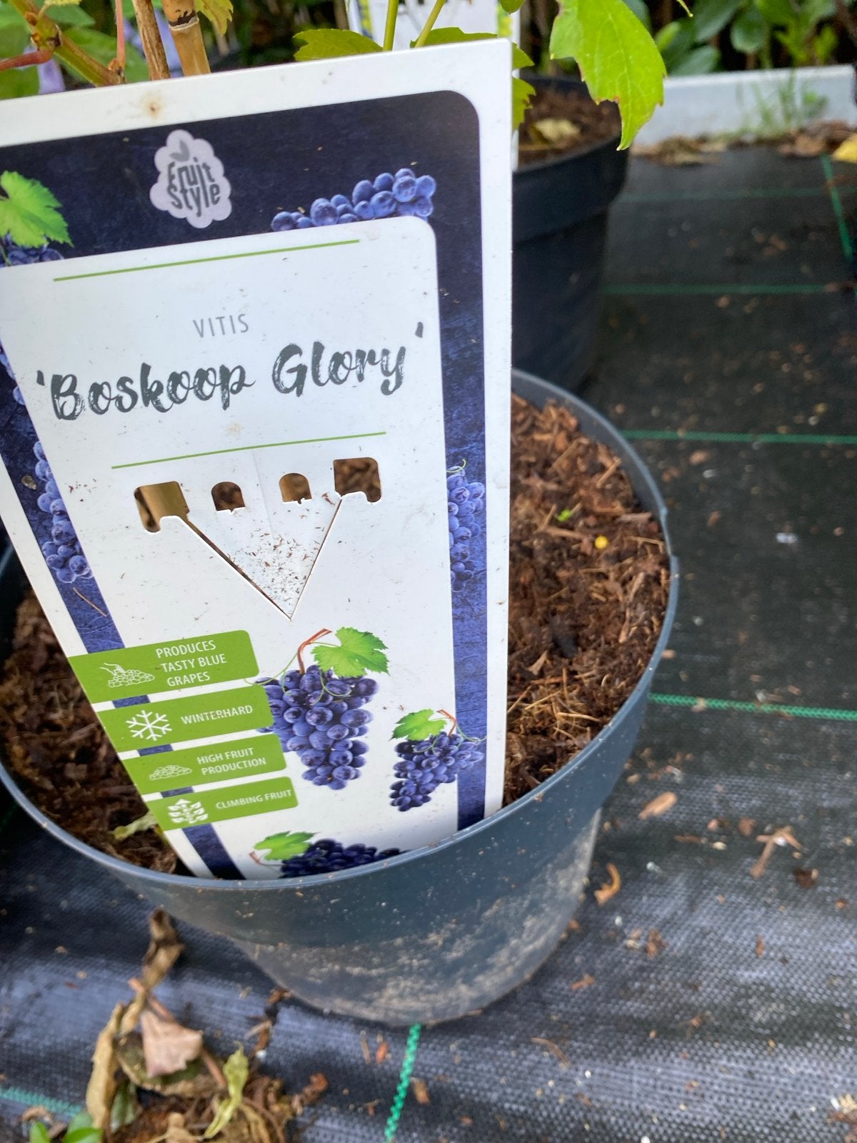 Vitis 'Boskoop Glory' - Winterharde Blauwe Druif, Ophalen, Volle zon, Vaste plant, Zomer
