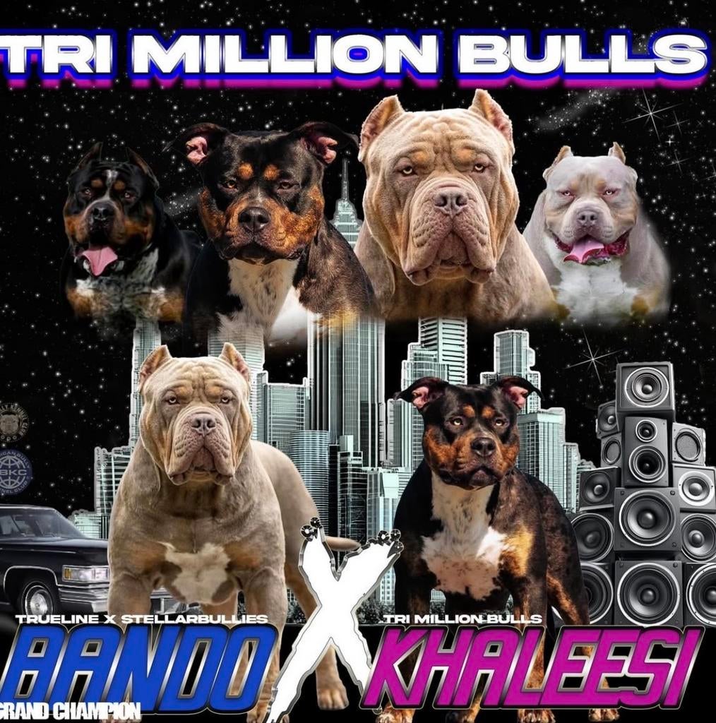 American Bully XL pups Teefje, Overige rassen, 8 tot 15 weken, Parvo, Meerdere