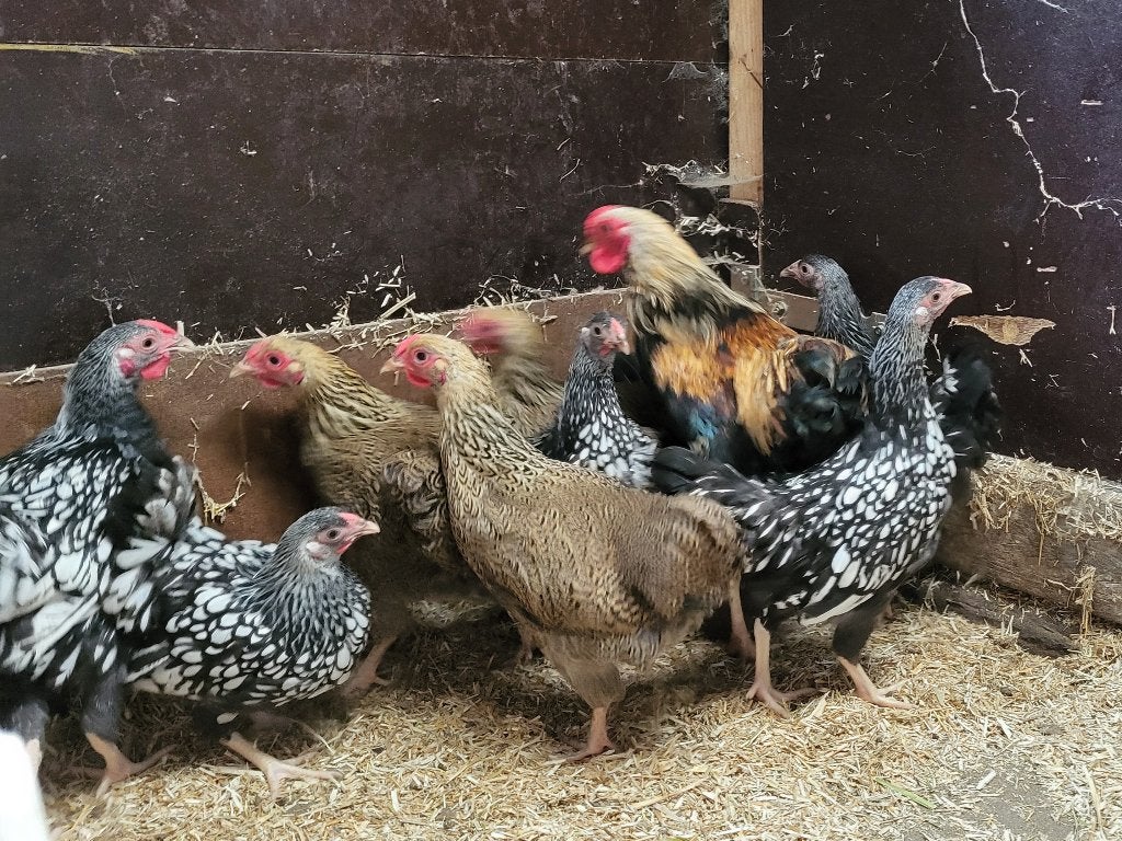 Trio Wyandot kriel, Dieren en Toebehoren, Meerdere dieren, Kip