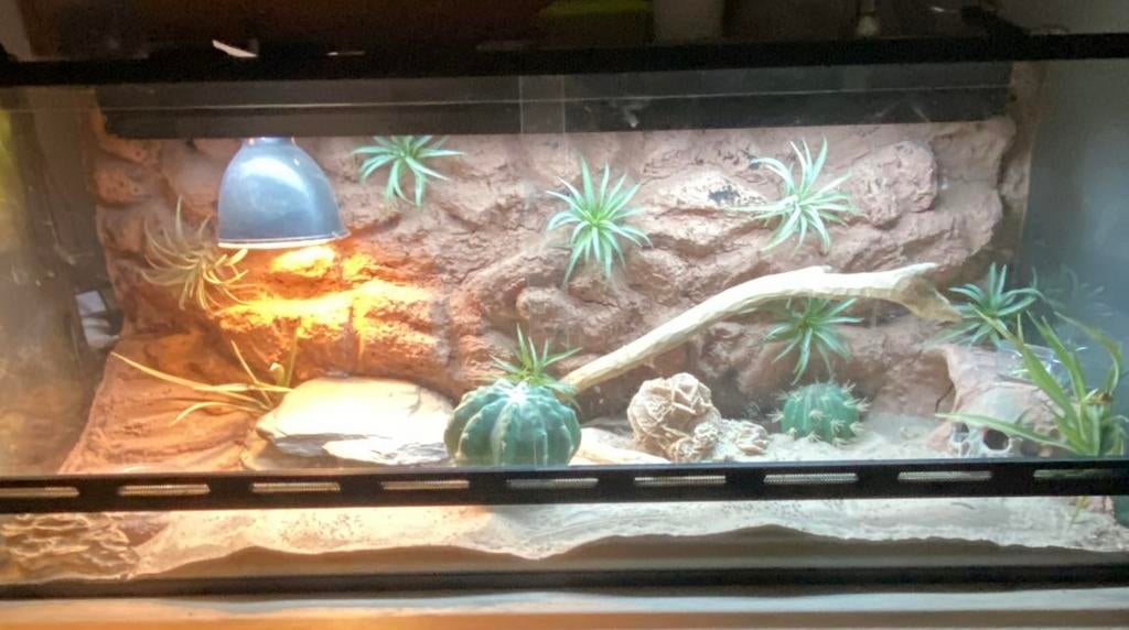 Kant en klaar terrarium 120x50, Ophalen, Zo goed als nieuw, Terrarium of Paludarium
