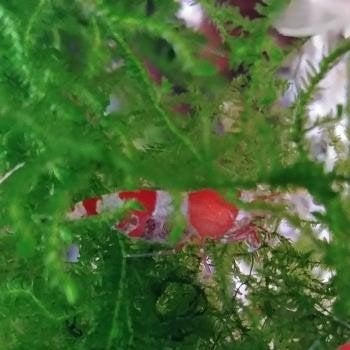 Caridina cf. cantonensis, Dieren en Toebehoren, Vissen | Aquariumvissen, Kreeft, Krab of Garnaal