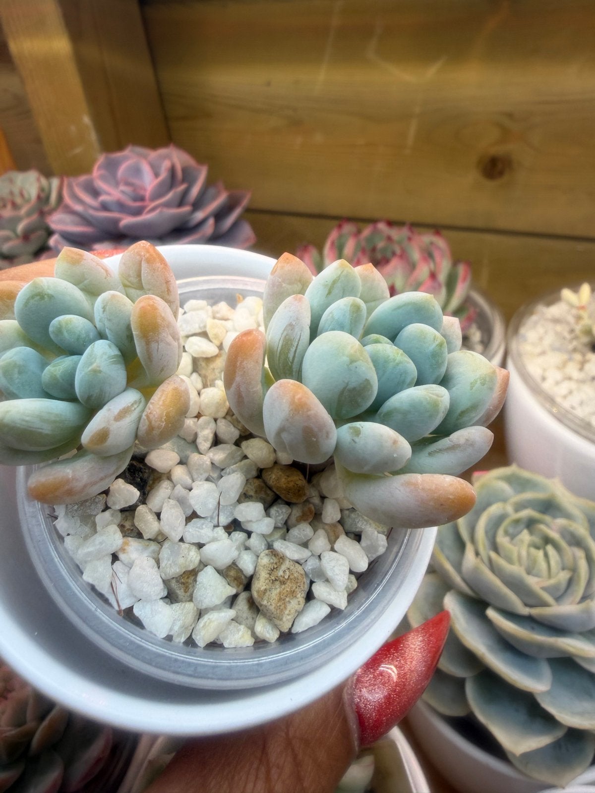 Echeveria 6cm - Prachtige Succulent voor uw collectie, Verzenden