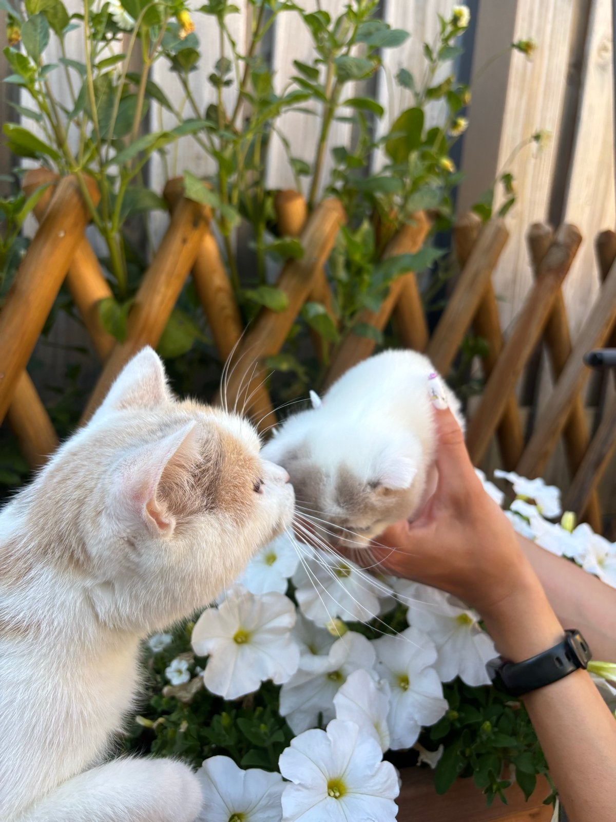 Britse korthaar kittens, Meerdere dieren
