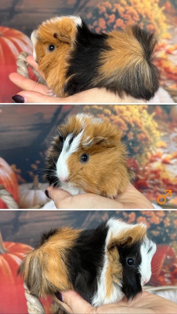 Peruvian cavia’s, Dieren en Toebehoren, Cavia, Meerdere dieren, Tam, September