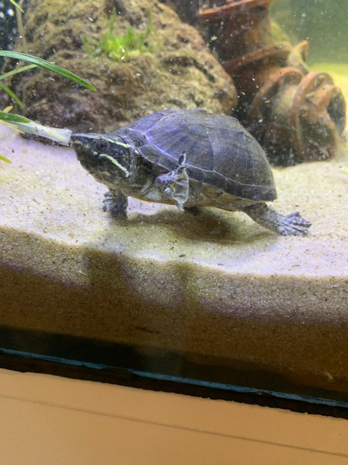 Muskus schildpad klein snelweg! Turtle - unknown for sale from Indira