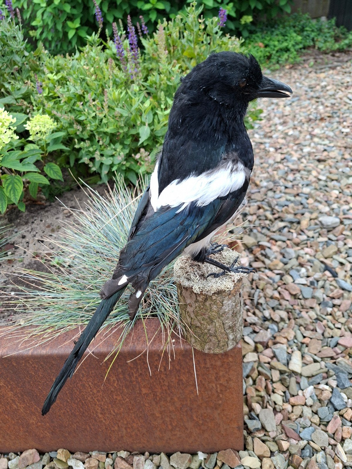 opgezette ekster, Ophalen of Verzenden, Nieuw, Vogel