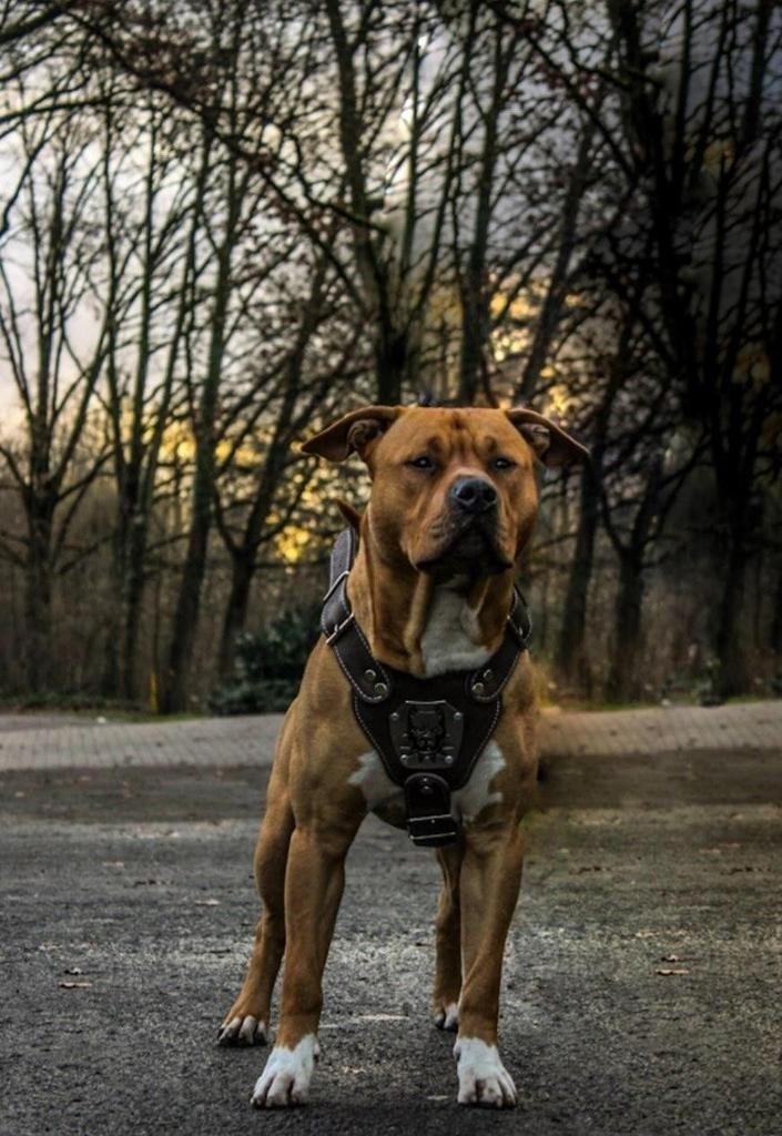 Stafford te koop op zoek naar gezin met boerderij en dieren, Particulier, Reu, Buitenland, Parvo