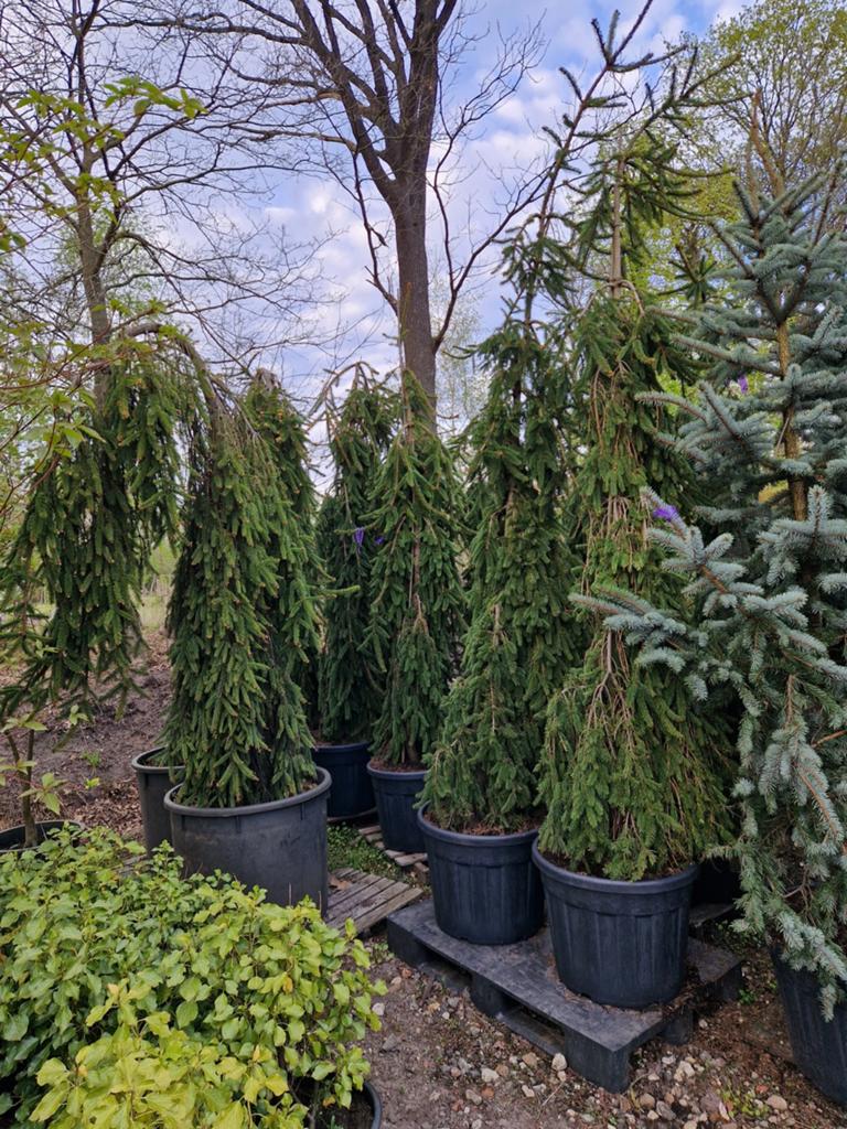 Picea Abies Inversa - Treurspar in pot, Bloeit niet, Treurboom, 250 tot 400 cm, Ophalen