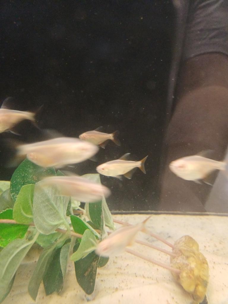 Tetras, Vis