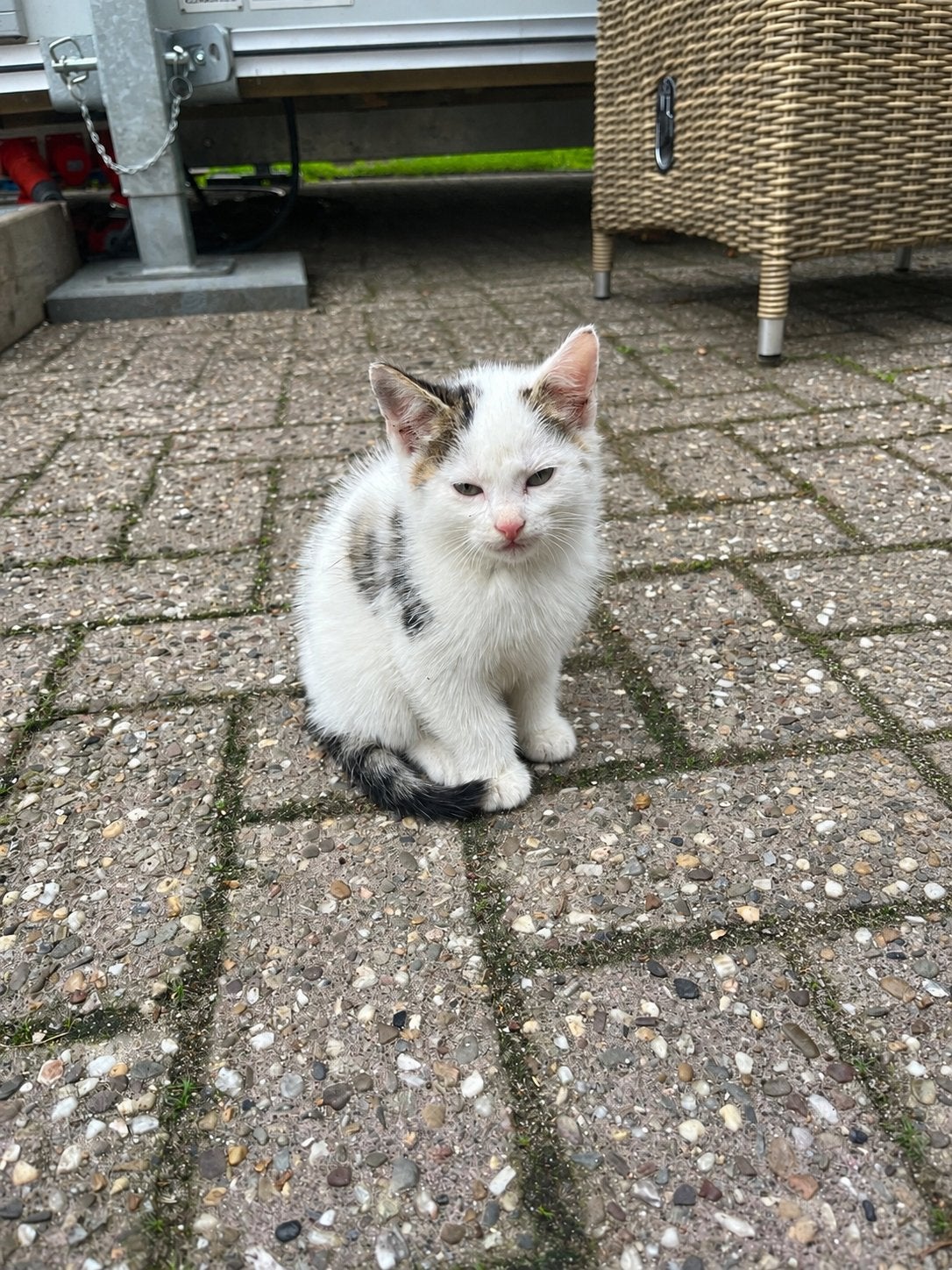 2 hele leuke tamme kittens, Dieren en Toebehoren, Meerdere dieren, Kortharig, 0 tot 2 jaar