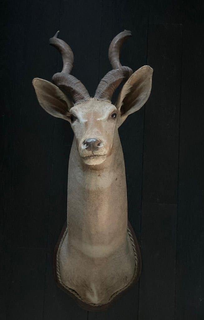 Opgezette grote kop van een Koedoe/Kudu - taxidermie, Ophalen, Gebruikt, Wild dier, Gewei of Kop