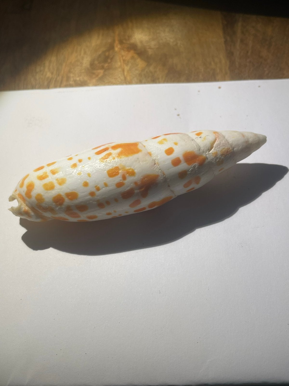 Mitra- Mitra  zeeschelp met oranje vlekken of patronen, Ophalen of Verzenden, Schelp(en)