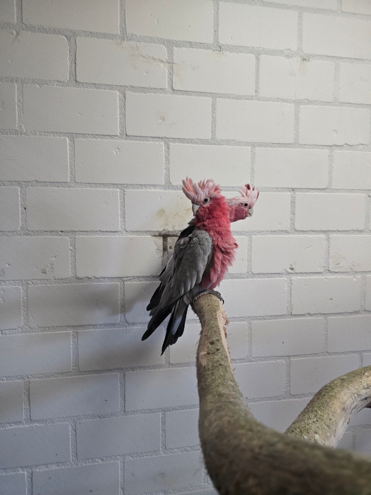 Koppel rose kaketoe bewezen, Dieren en Toebehoren, Meerdere dieren, Papegaai
