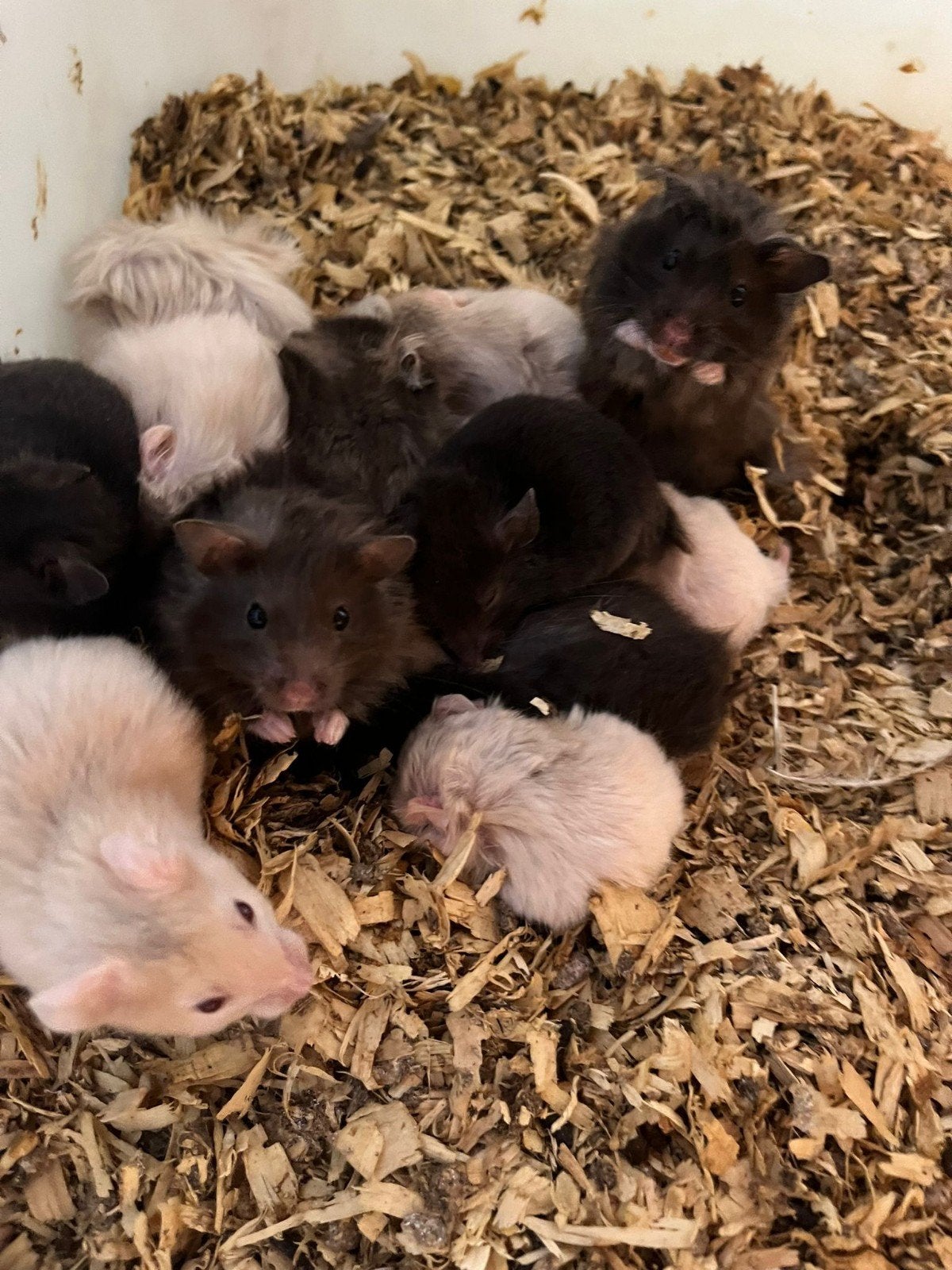 Goudhamsters, Dieren en Toebehoren, Knaagdieren, Januari, Meerdere dieren, Overige typen