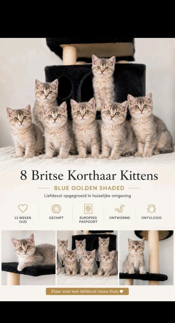 Raszuivere, Britse korthaar kittens, Blue Golden Shaded,€975, Meerdere dieren, Gechipt