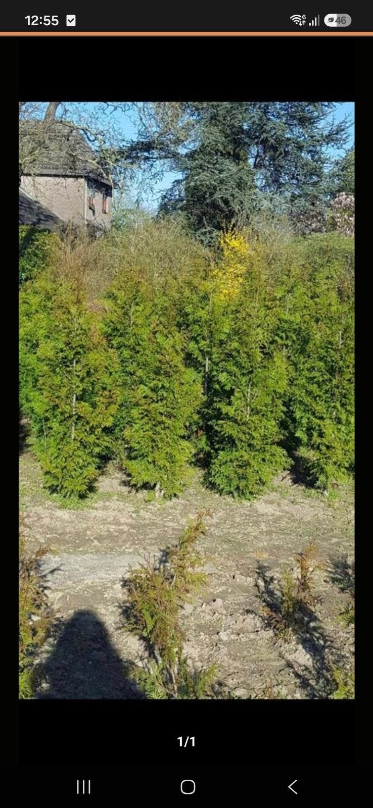 Coniferen Thuja's, Ophalen, Haag, 100 tot 250 cm