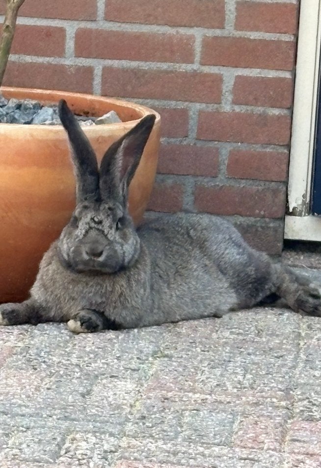 Vlaamse reus ram, Dieren en Toebehoren, Mannelijk, Groot