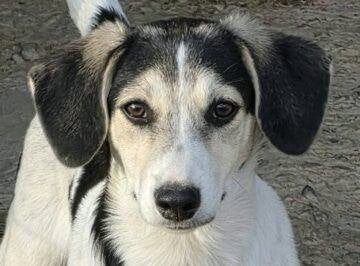 Sheyla lief teefje pup, Particulier, 15 weken tot 1 jaar, Buitenland, Teef