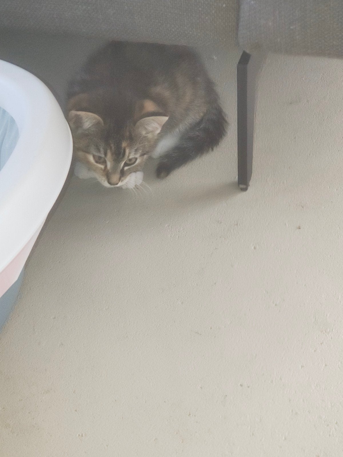 boerderij poes zoekt veel liefde, Dieren en Toebehoren, Meerdere dieren, Kortharig, 0 tot 2 jaar