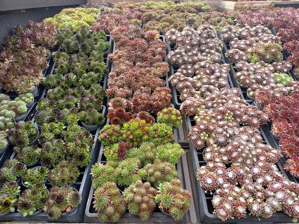 Sempervivum Rotsplanten Vetplanten 18 st €17.00, Volle zon, Vaste plant, Zomer, Ophalen