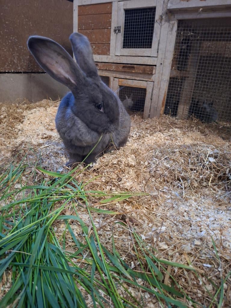 Duitse reus, Dieren en Toebehoren, Meerdere dieren, Groot, 0 tot 2 jaar
