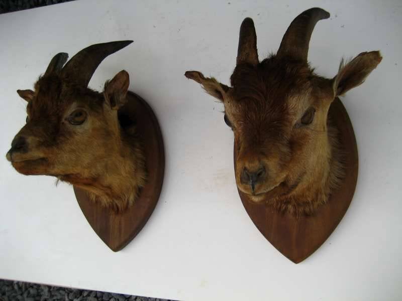 Partij opgezette dieren, Ophalen of Verzenden, Zo goed als nieuw, Wild dier, Opgezet dier