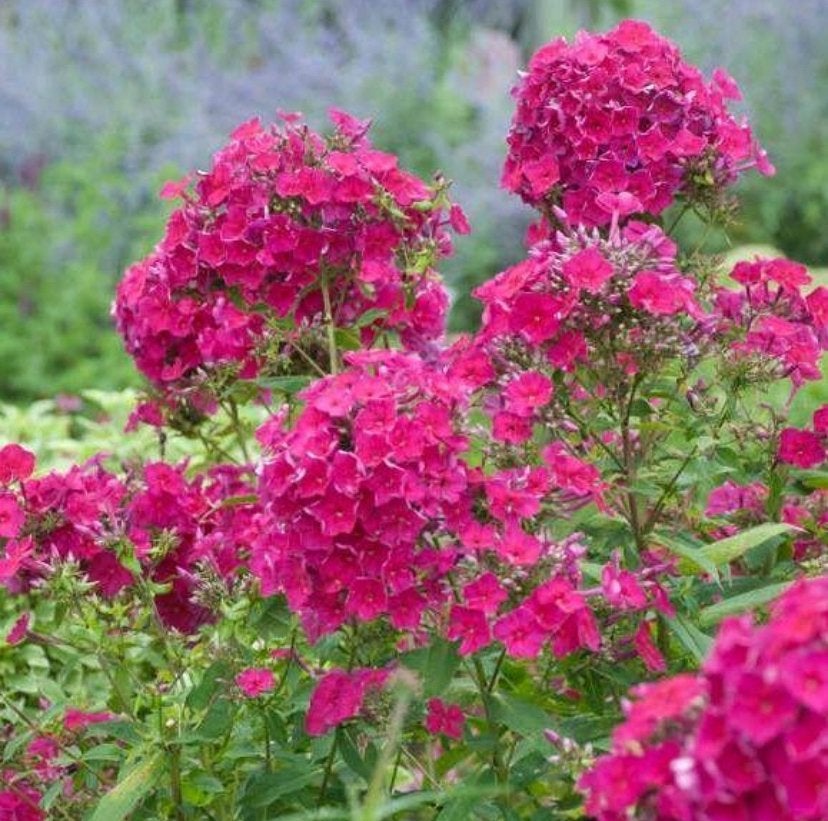 Phlox P. Tenor - P9 - Chemievrij - Staffelkorting!!, Overige soorten, Volle zon, Vaste plant, Ophalen of Verzenden