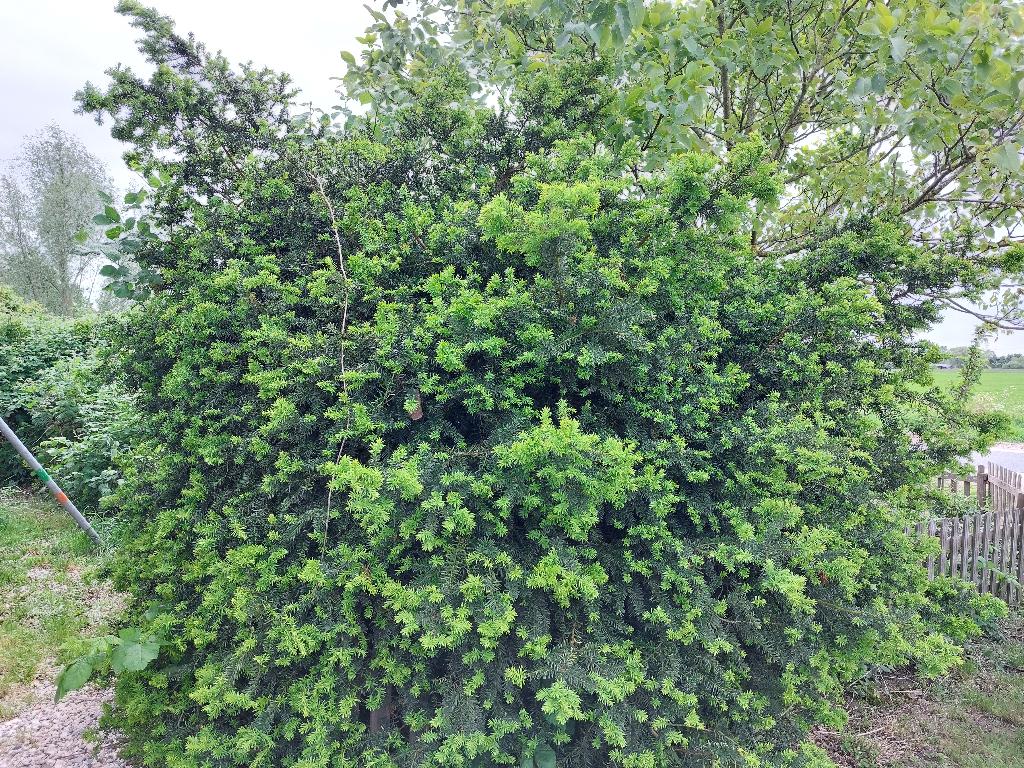 Grote ronde taxus, Volle zon, Vaste plant, Bloeit niet, Ophalen