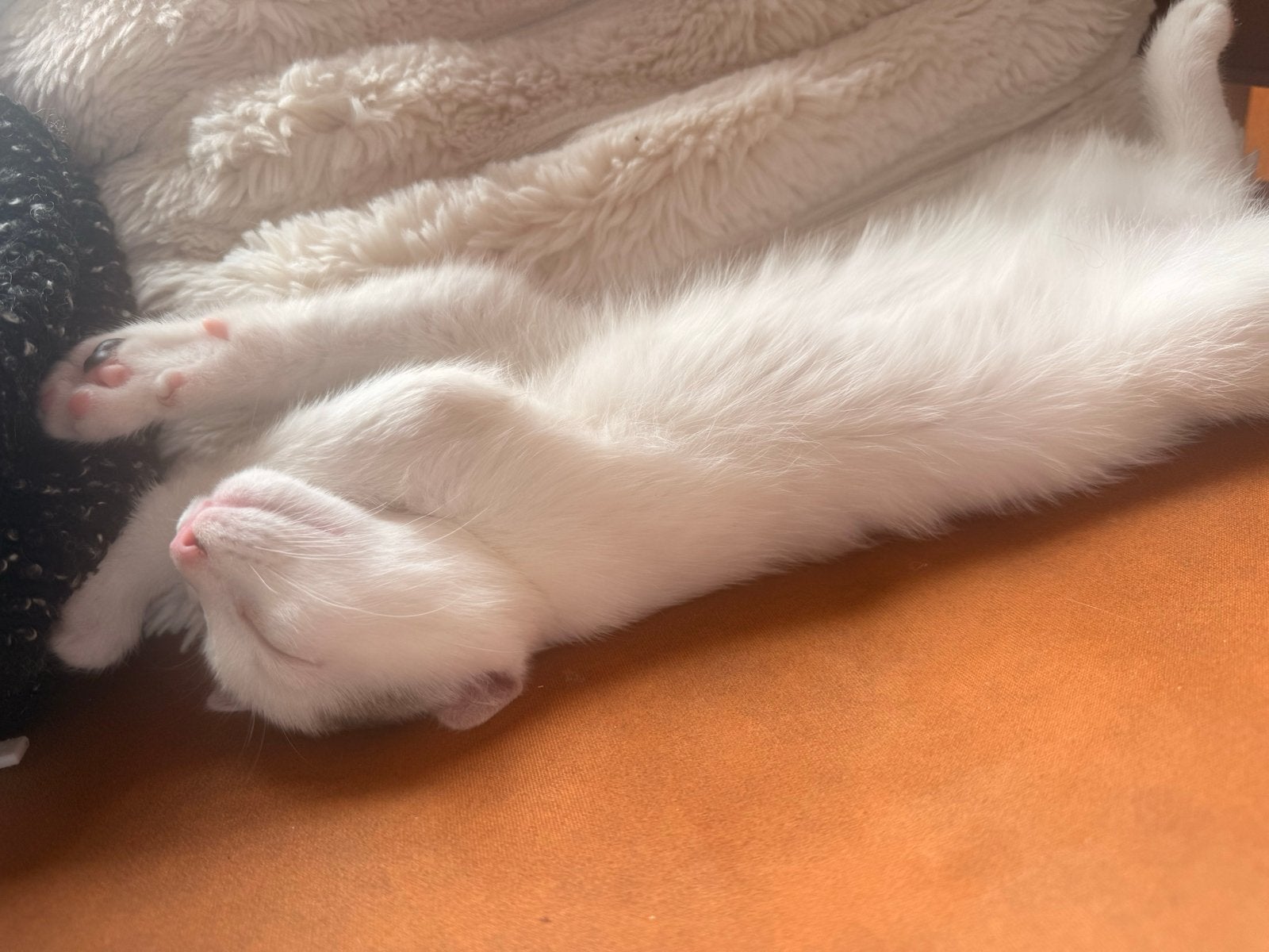Kittens 8 weken, Meerdere dieren, 0 tot 2 jaar