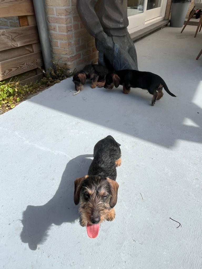 3 teckel pups, Overige rassen, Meerdere, Meerdere dieren, Nederland