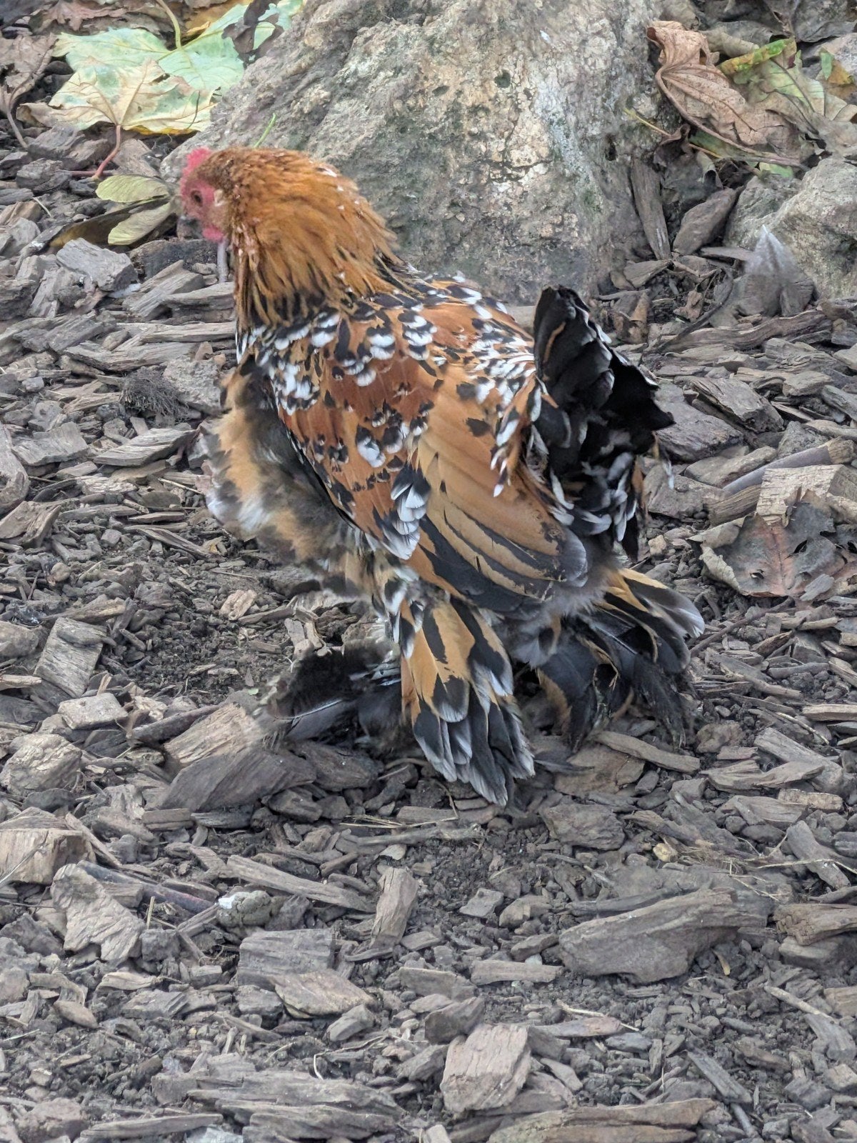 Sabelpoot kriel haantjes, Dieren en Toebehoren, Meerdere dieren, Kip