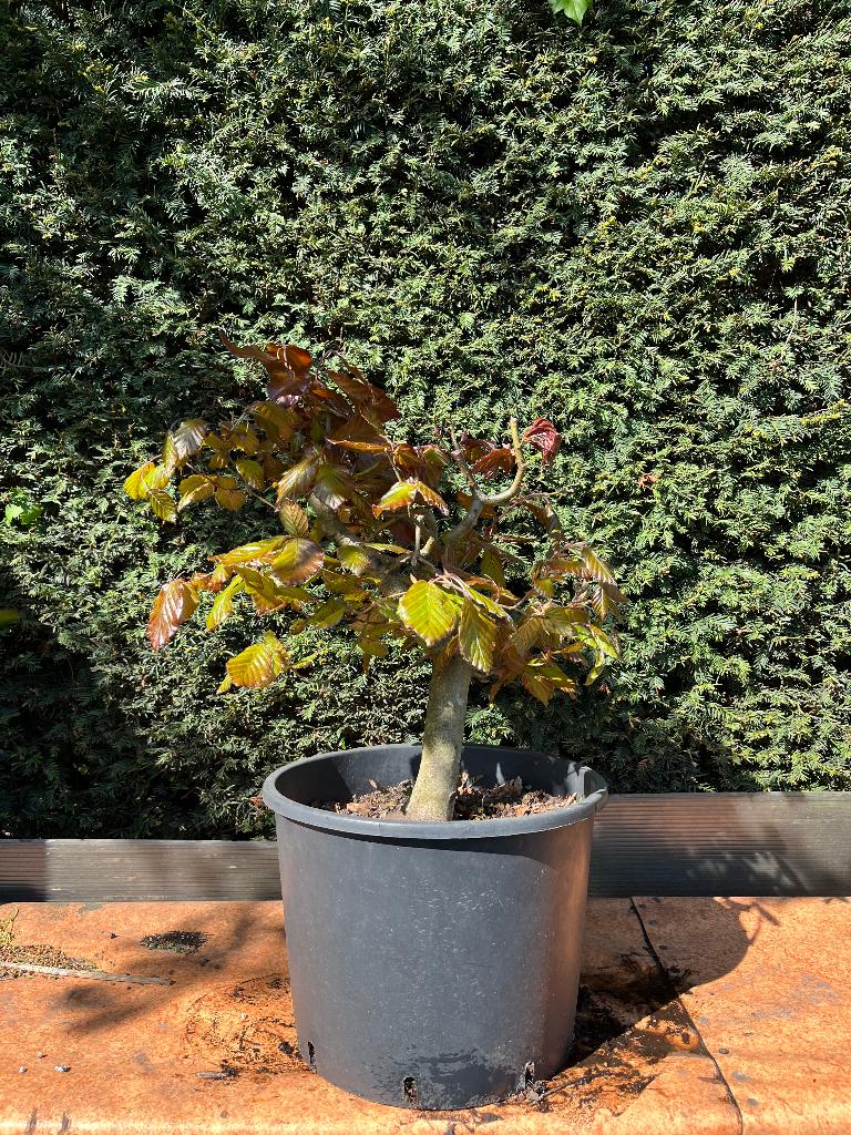 Bonsai starter, Rode beuk, Ophalen, Volle zon