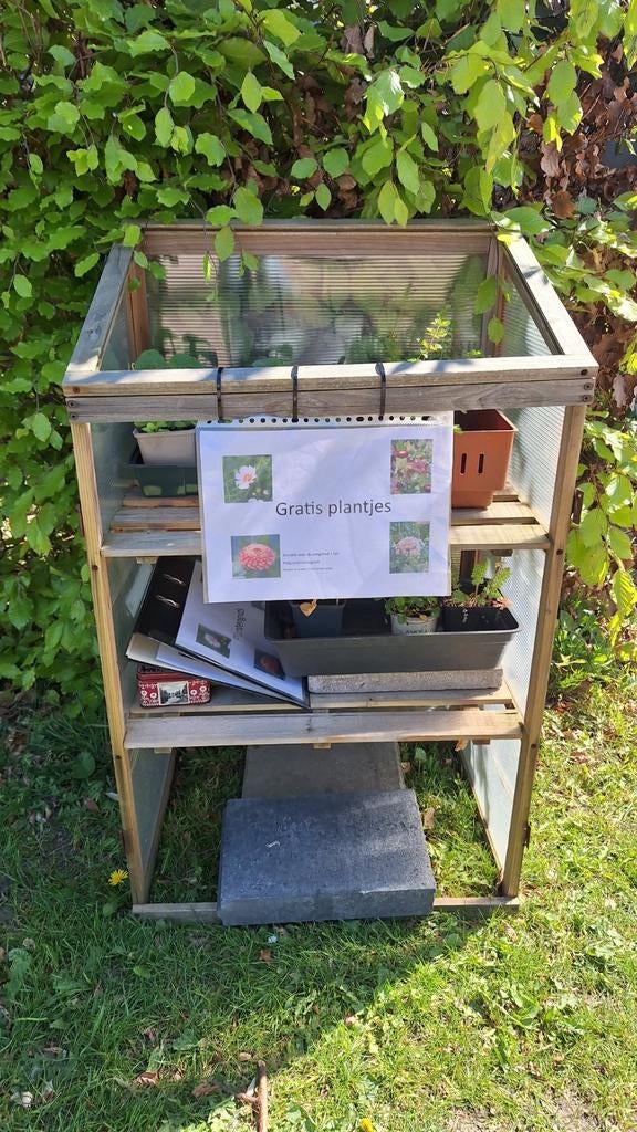 Gratis plantjes (1-jarige en moestuin), Tuin en Terras, Planten | Tuinplanten, Eenjarig, Overige soorten, Ophalen