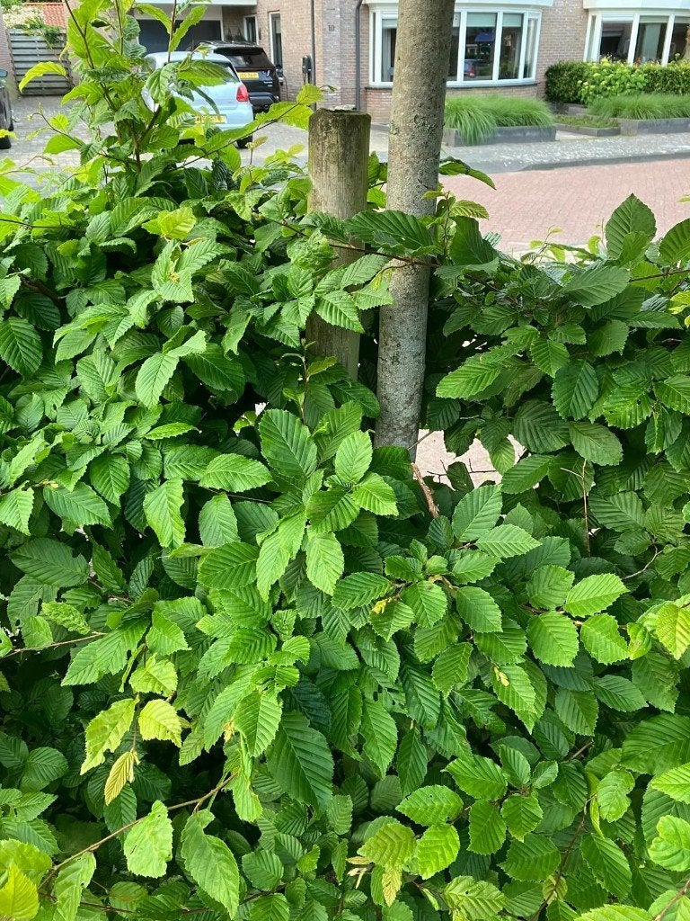 houten steunpaal boom, Ophalen, Gebruikt, Minder dan 180 cm, Palen