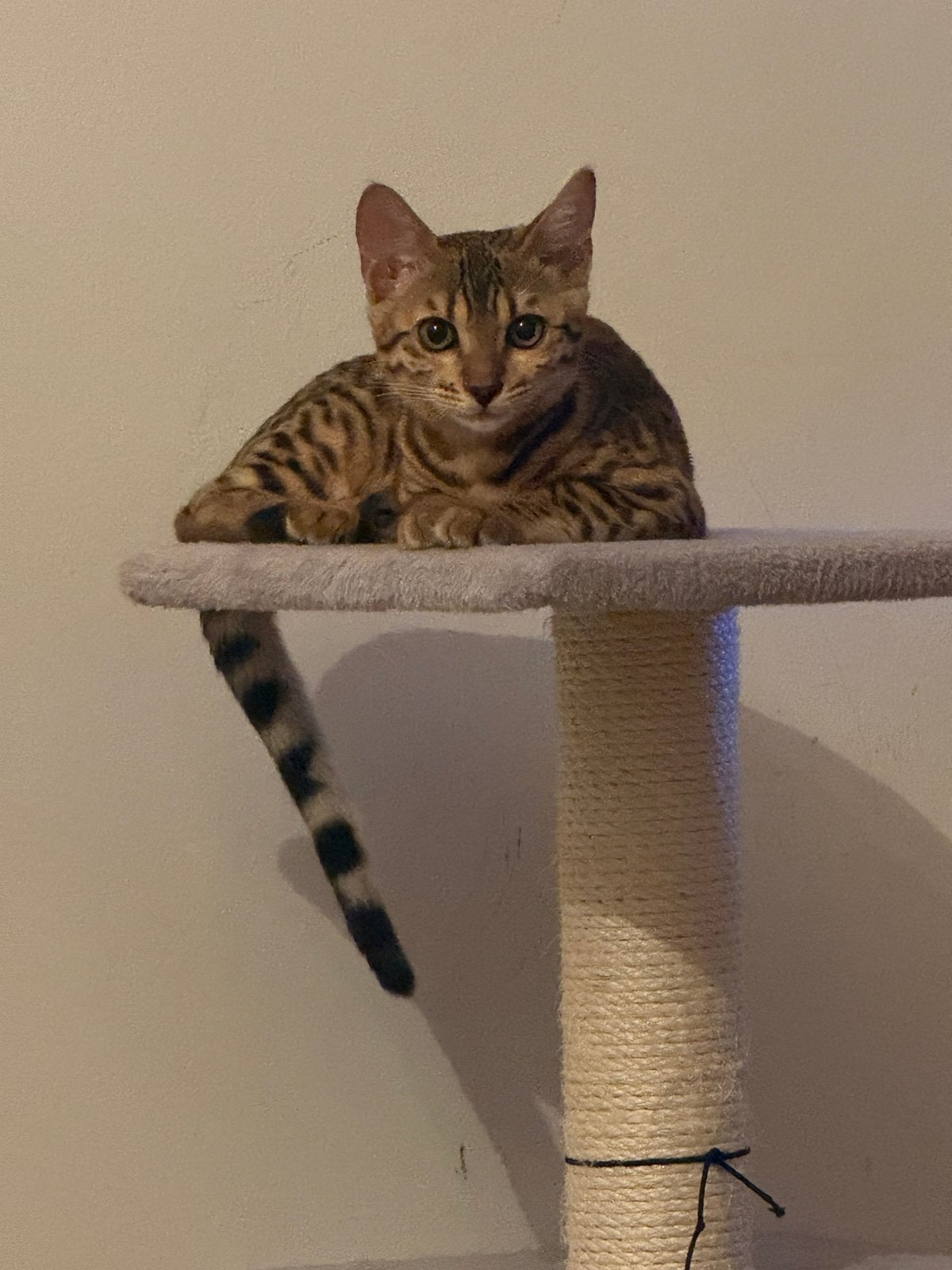 Bengal Kitten, Poes