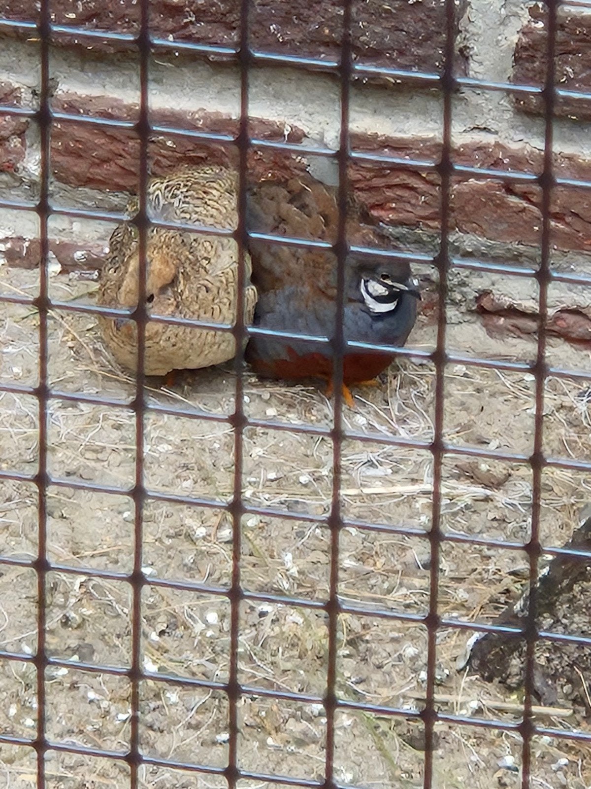 Chinese dwergkwartels, Dieren en Toebehoren, Meerdere dieren, Tropenvogel