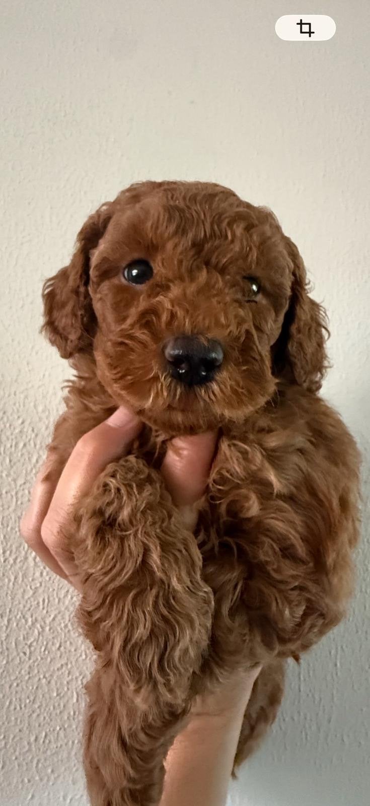 Mini australian labradoodle pups, CDV (hondenziekte), 8 tot 15 weken, Meerdere, Meerdere dieren