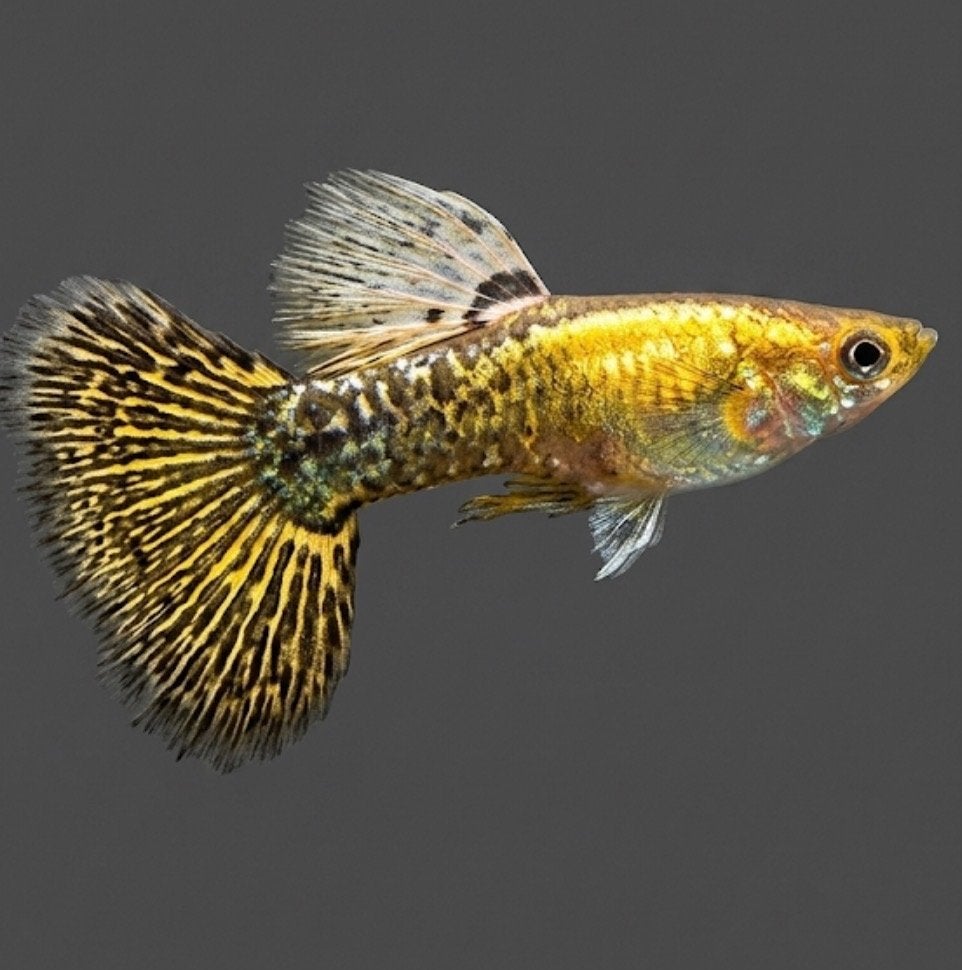 Gold dragon SS halfmoon gup,guppen raszuiver, Dieren en Toebehoren, Vissen | Aquariumvissen, Vis