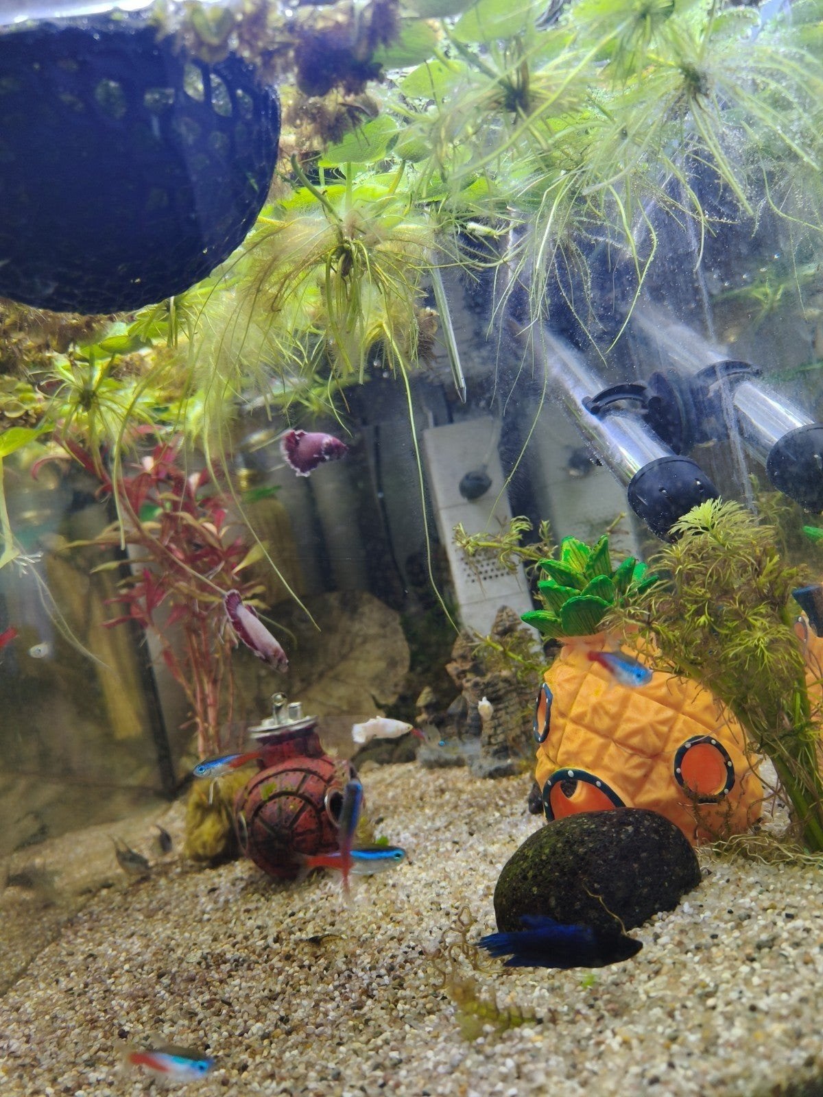 Mooie gezonde vissen: Betta Splendens vrouwen, Guppen/Endler, Vis