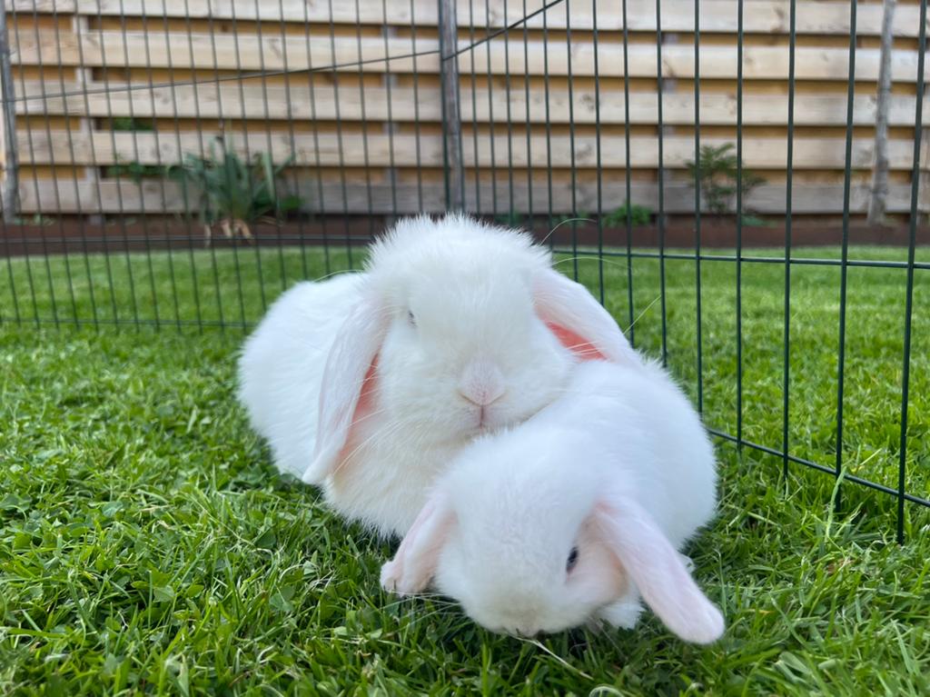 Minilop konijntjes, Dieren en Toebehoren, Konijnen, Klein, Meerdere dieren, 0 tot 2 jaar, Hangoor