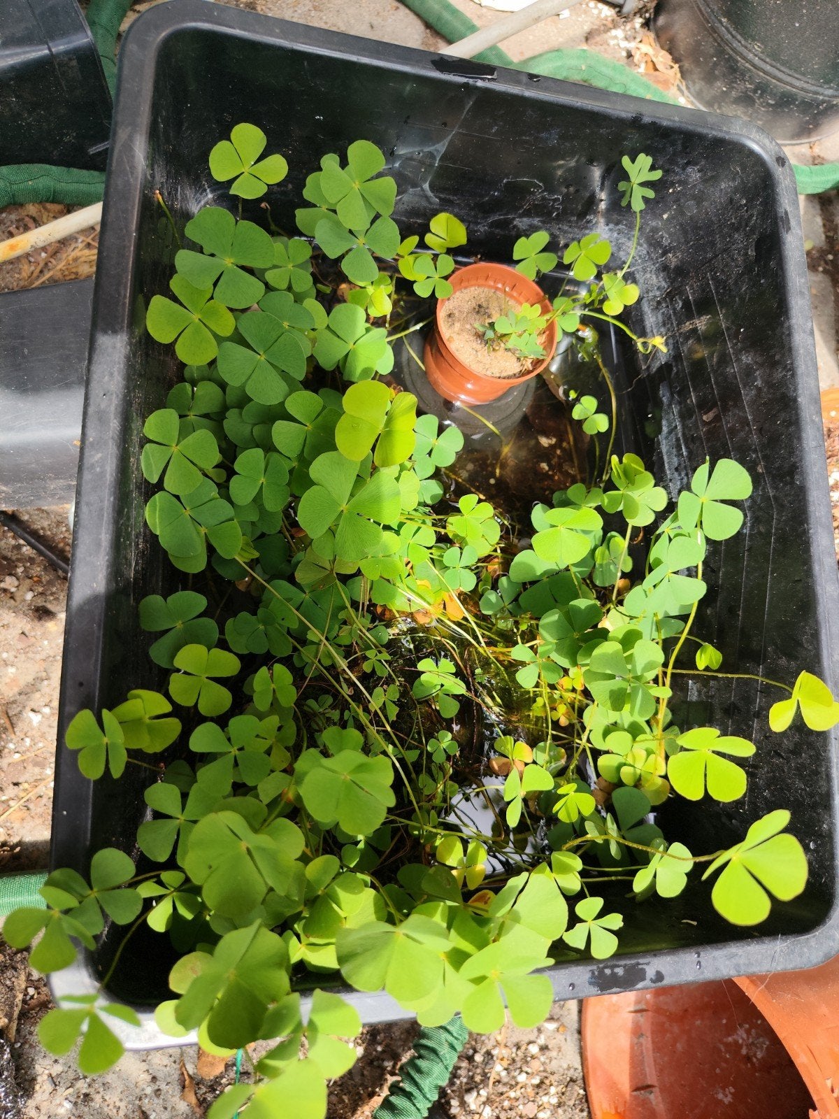 Marsilea quadrifolia, Ophalen
