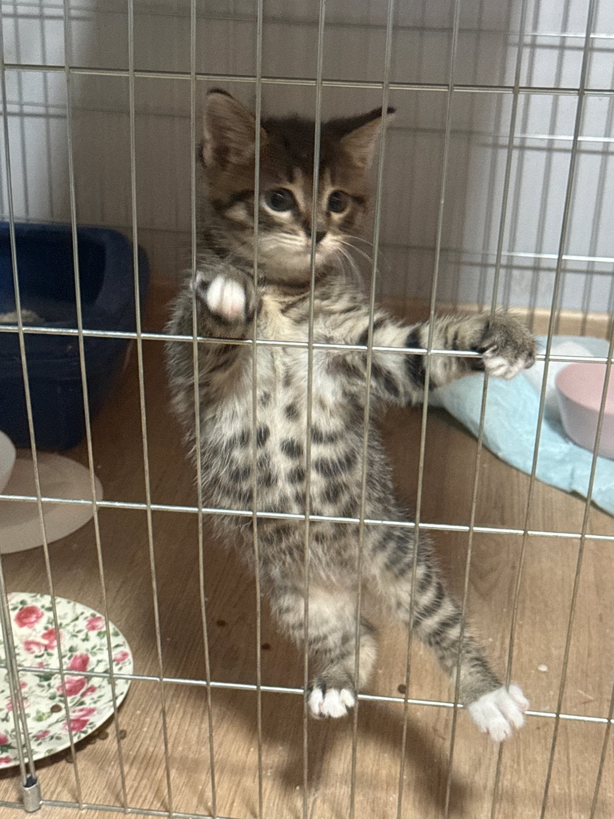 Kitten 9 weken, Meerdere dieren