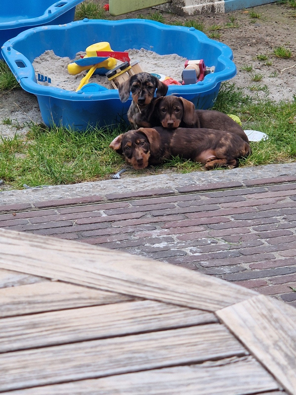 Merle, choco merle teckel puppies zoeken forever home. teefj, Standaard, 8 tot 15 weken, Meerdere, Meerdere dieren