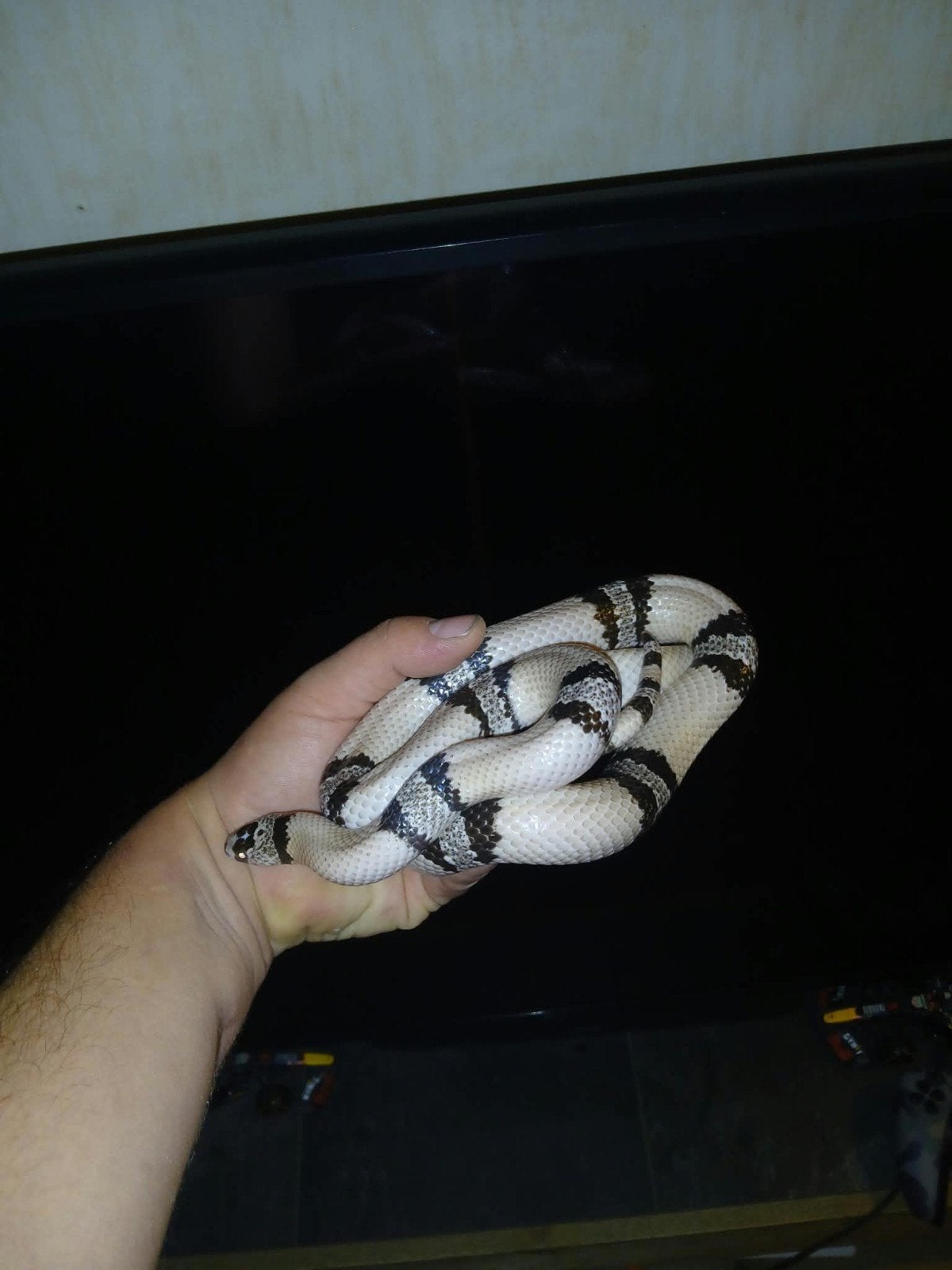 melkslang met terrarium Milk Snake - unknown for sale from rodybaars
