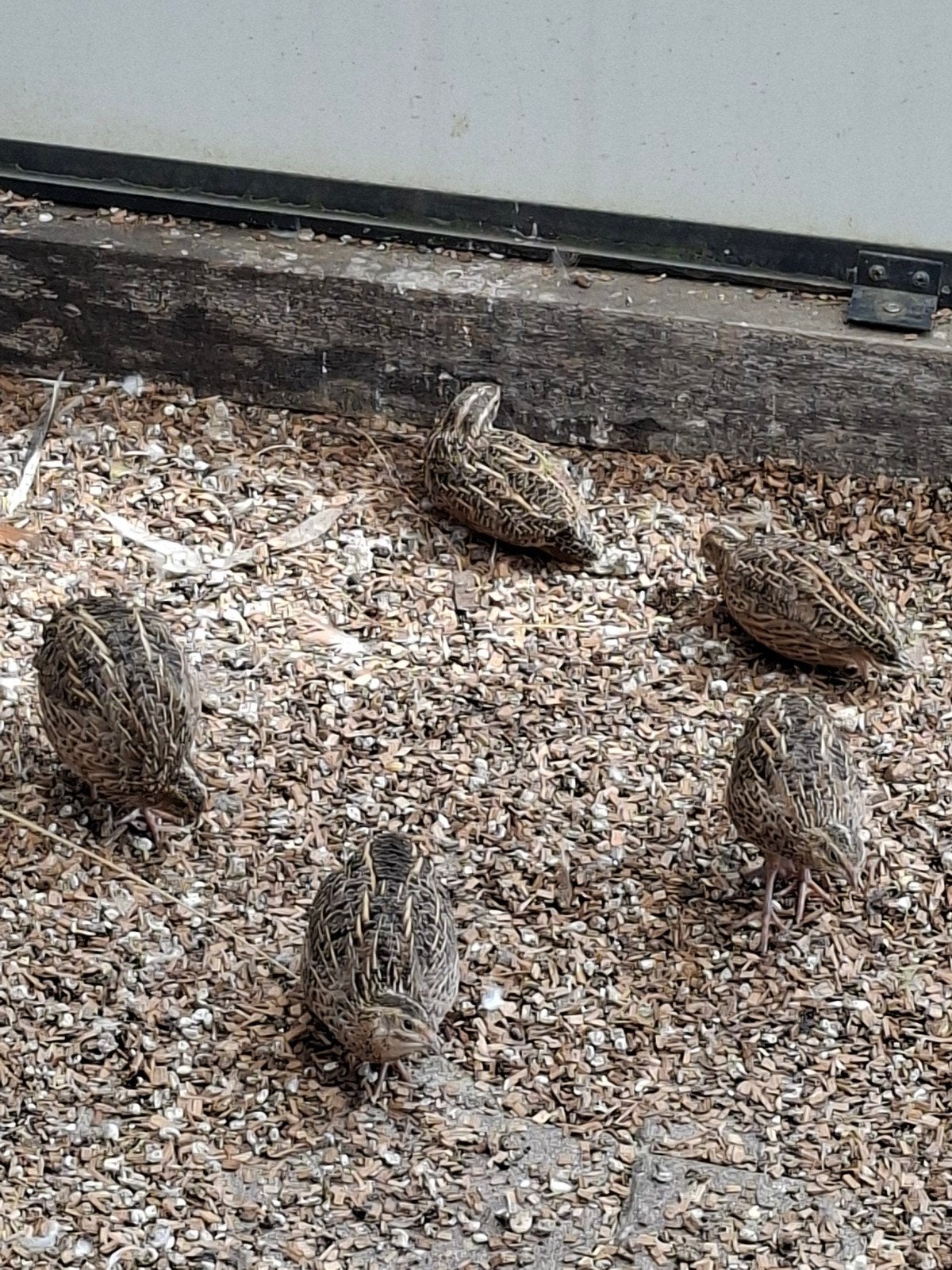 harlekijn kwartels, Dieren en Toebehoren, Meerdere dieren, Overige soorten