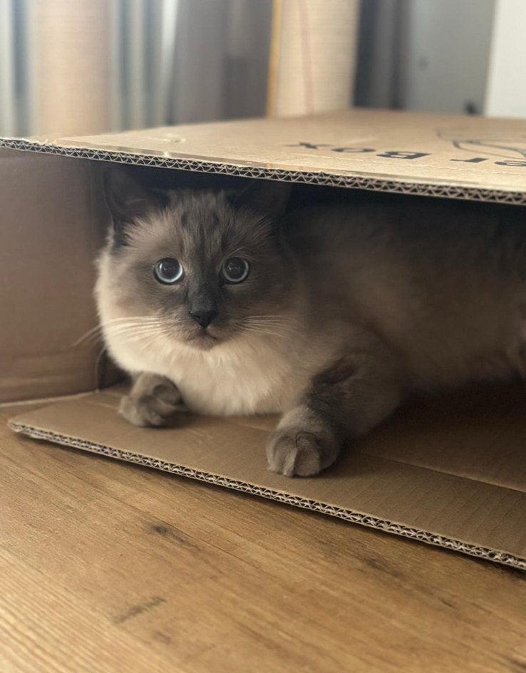 Lieve ragdoll zoekt forever home, Dieren en Toebehoren, Kater, Gechipt, 0 tot 2 jaar