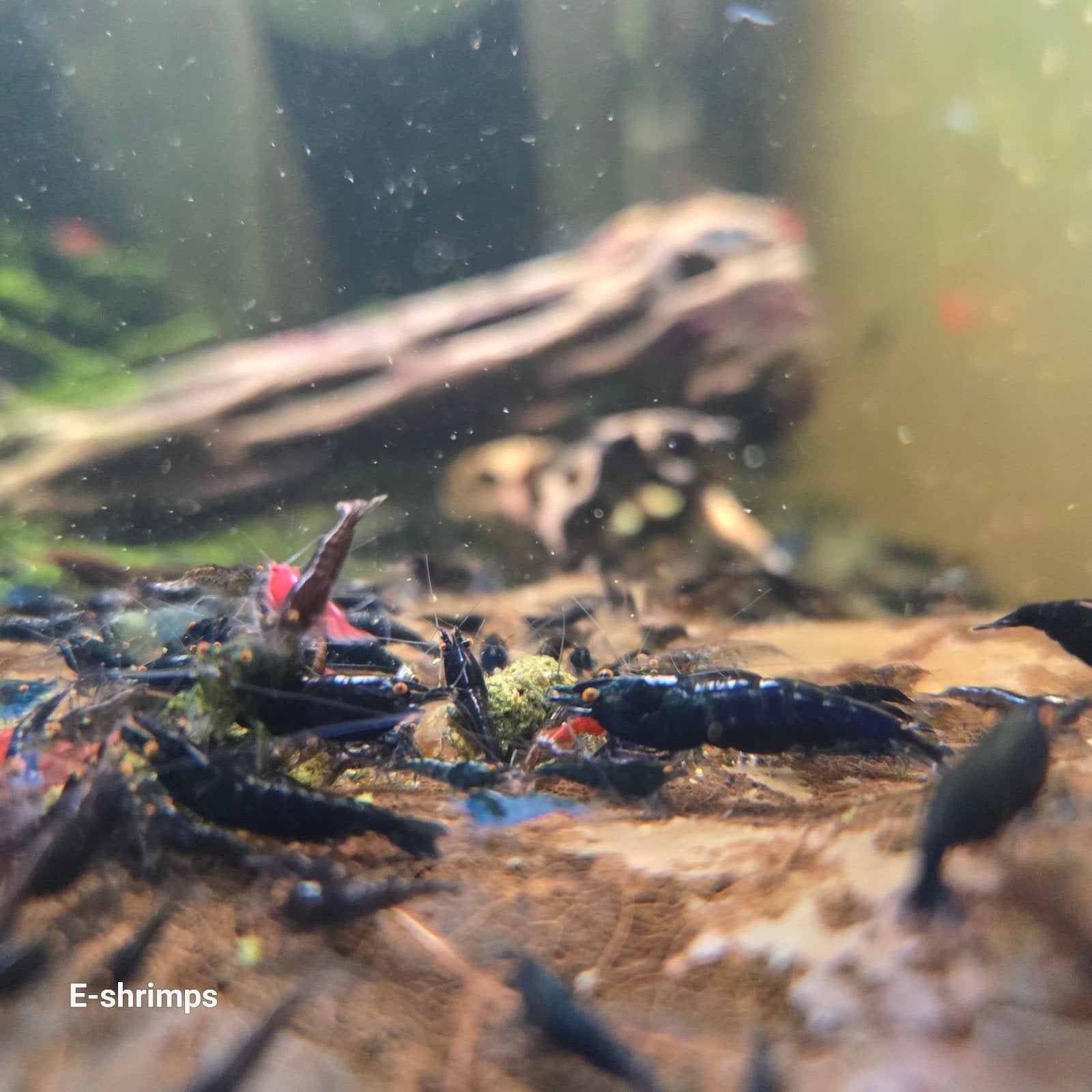 ️️☑️️Uitgeselecteerde | OE Neocaridina-garnalen, Kreeft, Krab of Garnaal, Zoetwatervis, Schoolvis